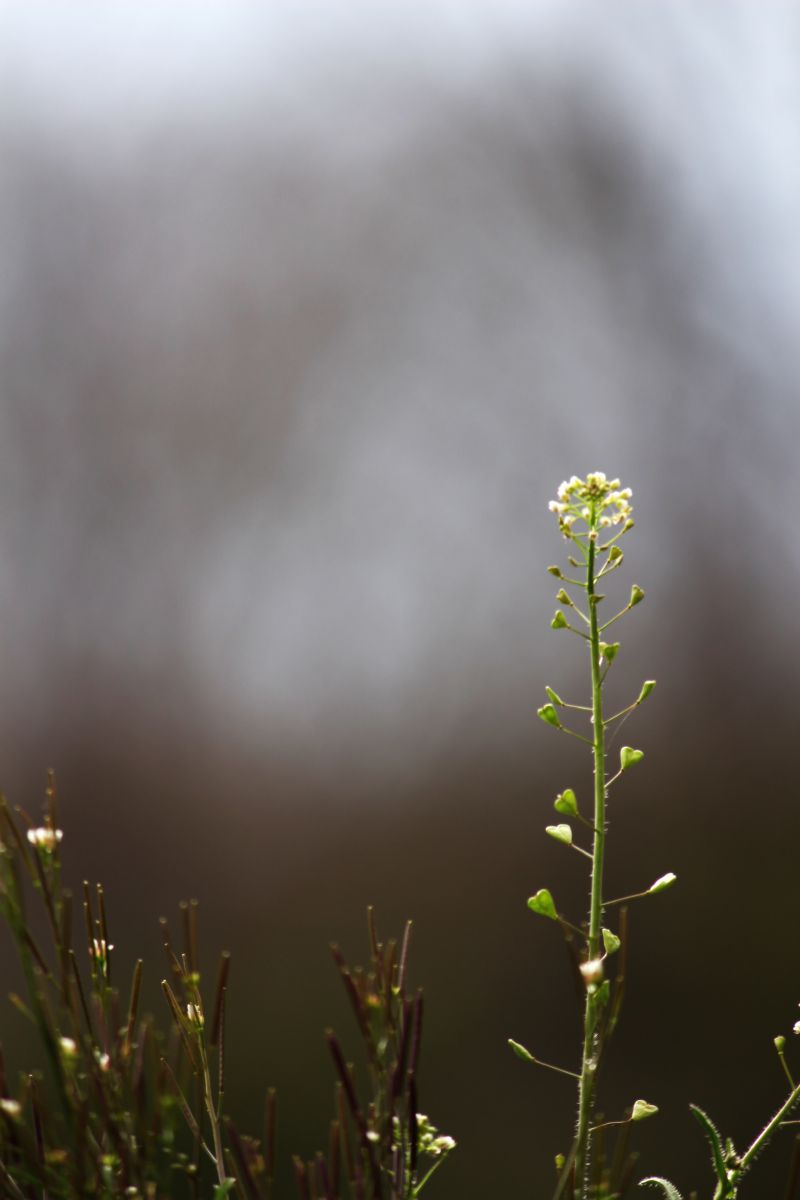 なずな 植物 草 葉 芽 Ganref