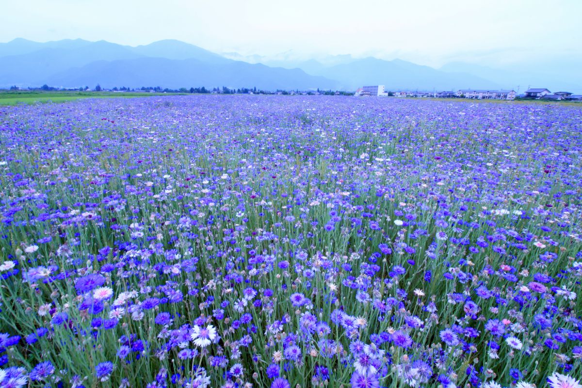 矢車草畑 植物 花 花びら Ganref