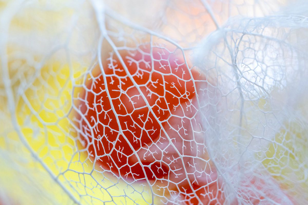 OLYMPUS M.ZUIKO ED 60mm F2.8 Macro マクロ Amazon.co.jp: OLYMPUS M.ZUIKO ED 60mm F2.8 Macro : 家電＆カメラ