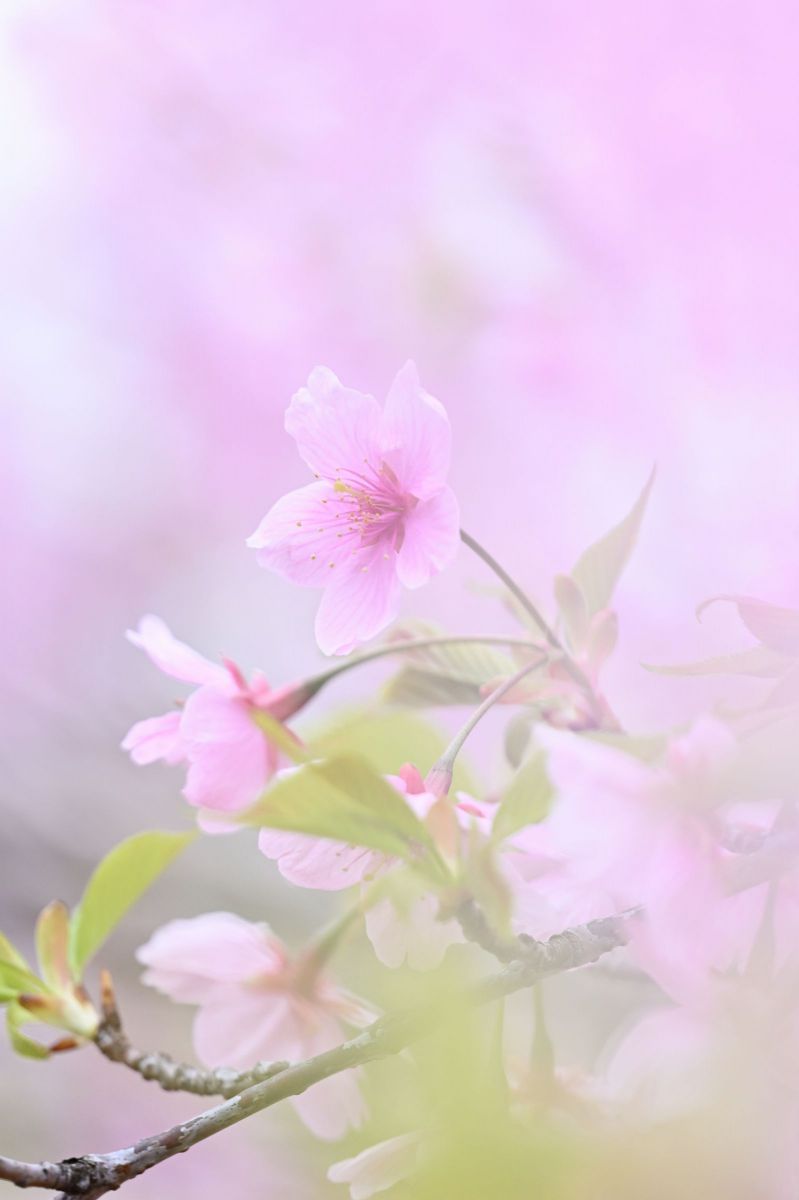 春霞 | GANREF