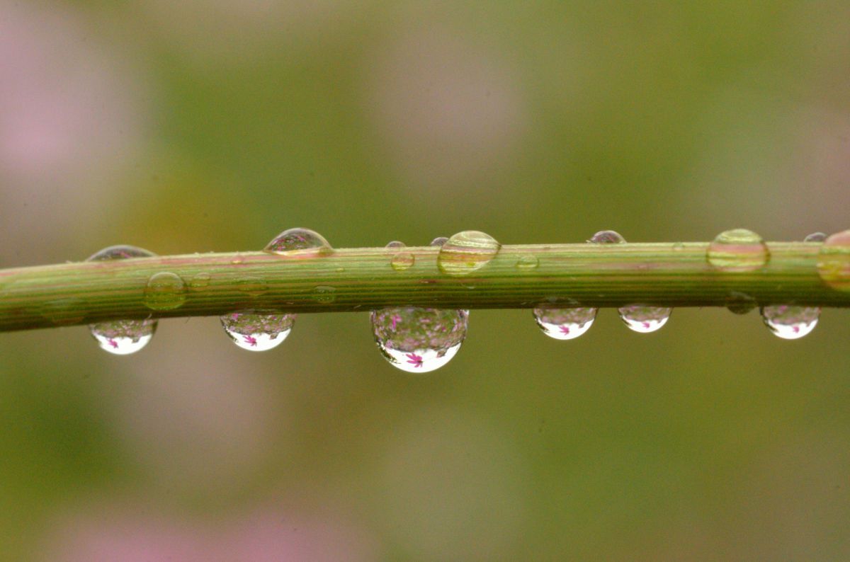 秘密の花園 GANREF