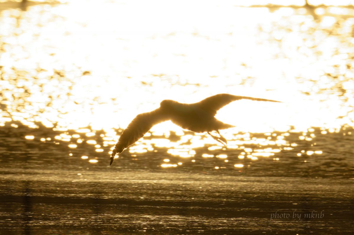 A golden moment. | GANREF