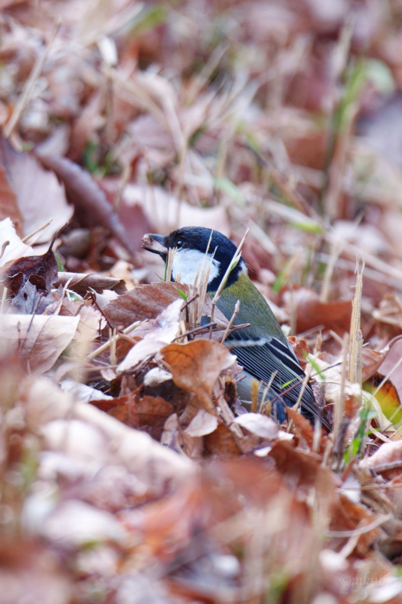 み〜つけた♪ GANREF