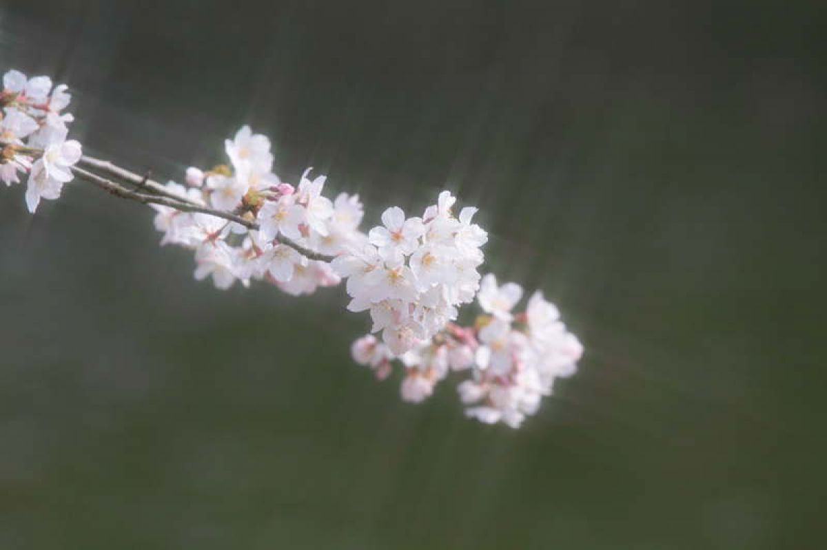 写真検索結果 | 写真検索 | GANREF