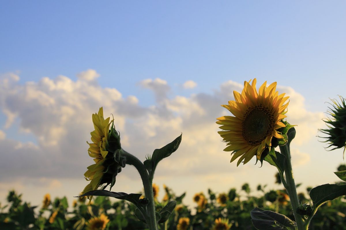 写真検索結果 | 写真検索 | GANREF