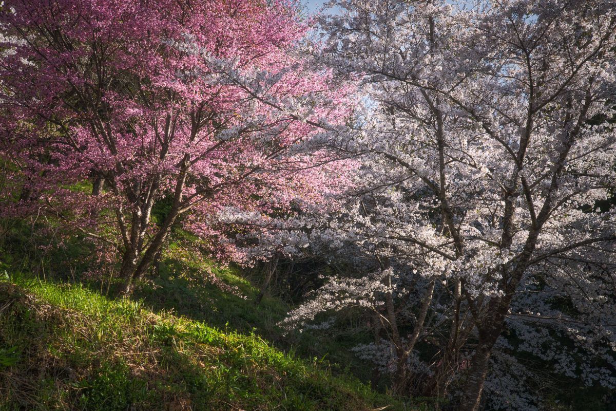 Spring color | GANREF