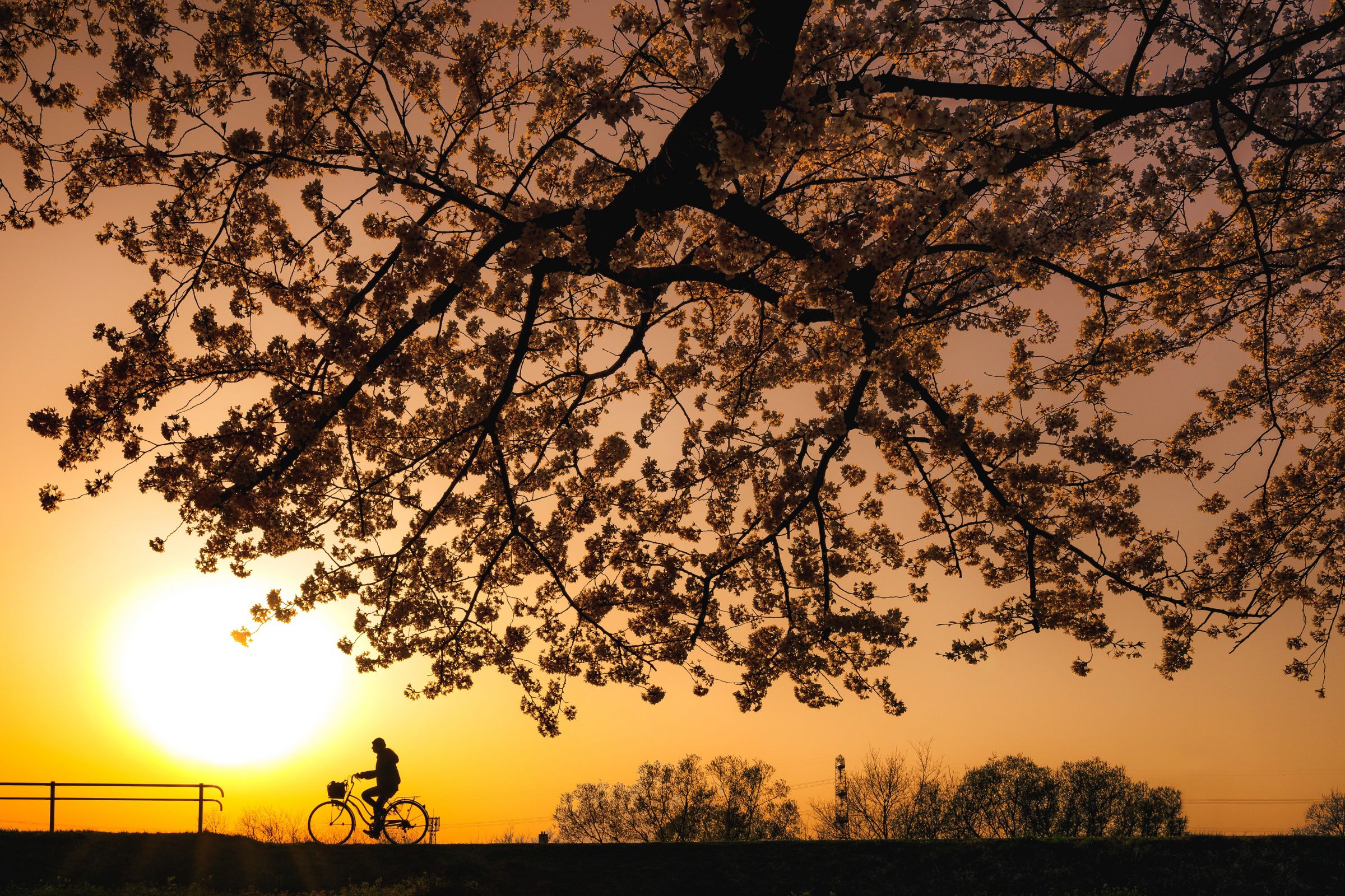 桜と夕焼け | GANREF