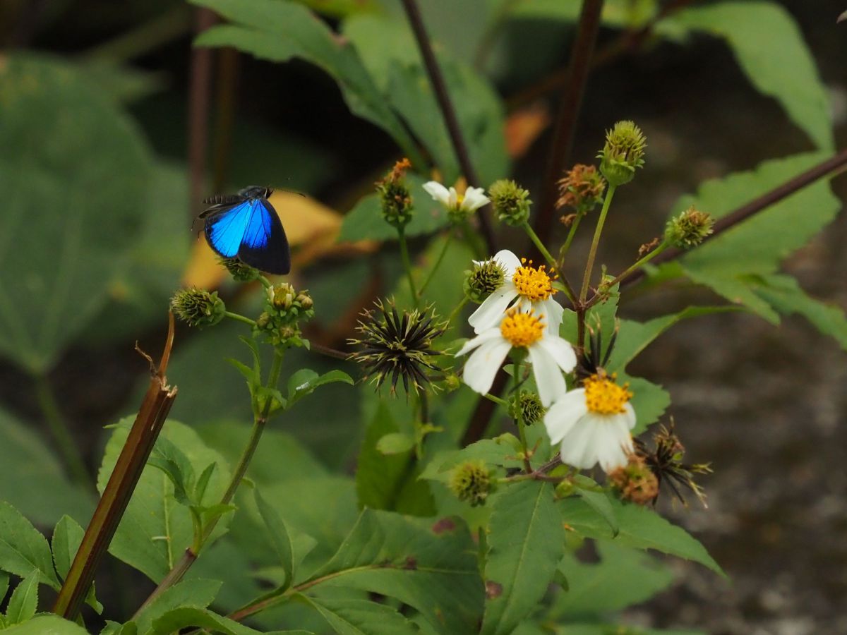 小さなモルフォ蝶ことルリウラナミシジミ | GANREF