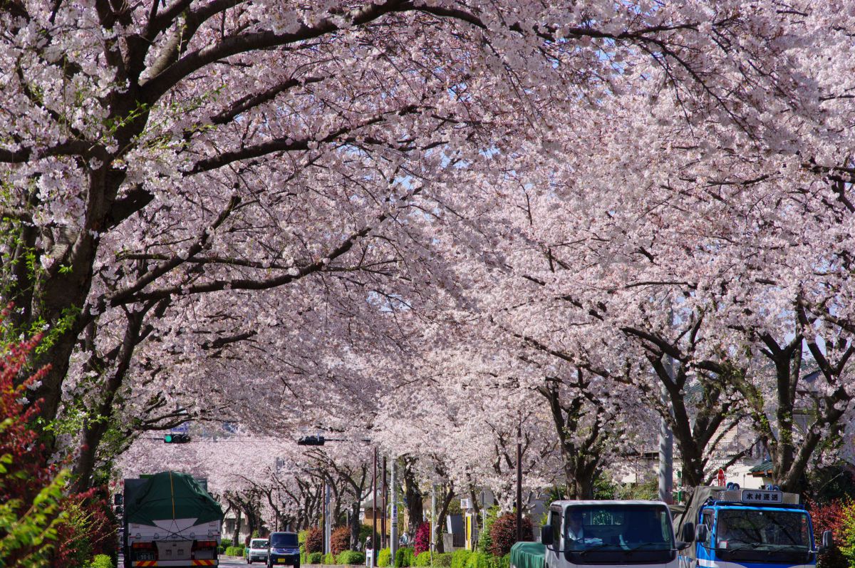 新小金井街道の桜並木 | GANREF