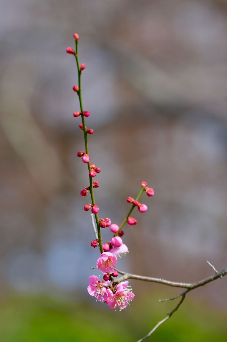 春の足音 植物 花 花びら Ganref