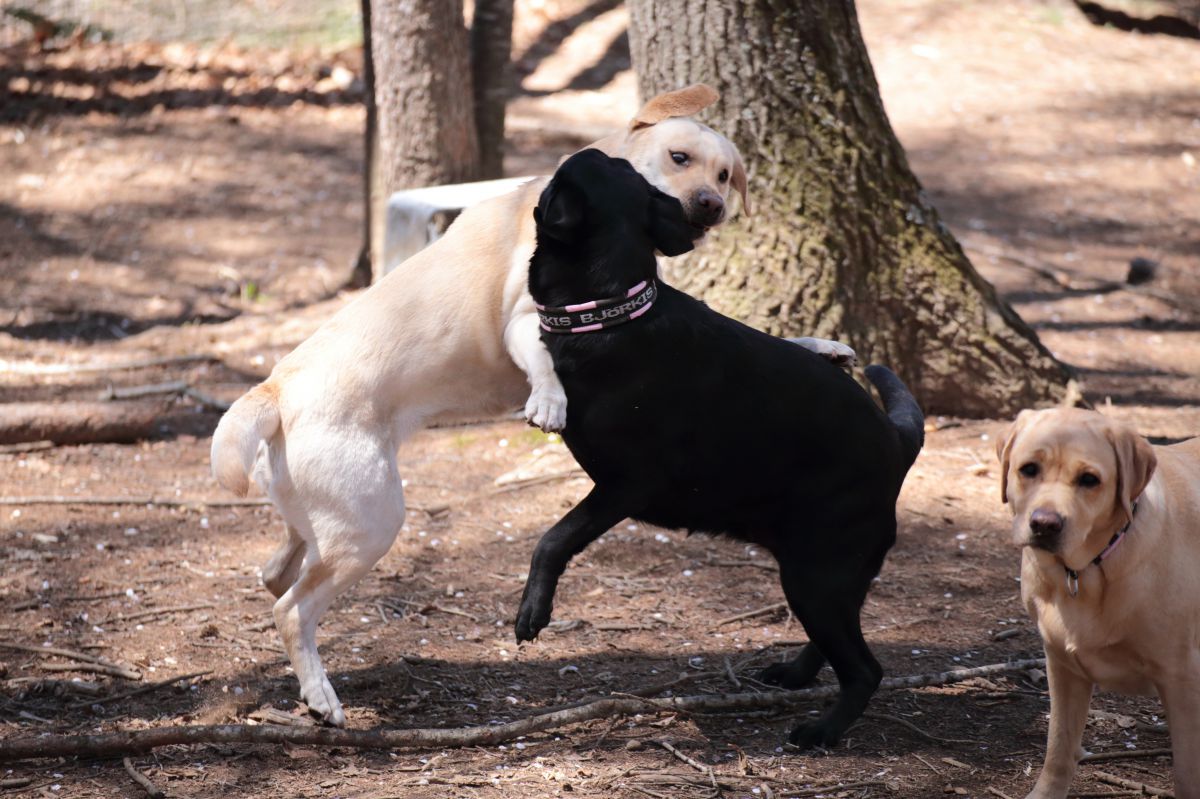 呆れ顔 動物 犬 Ganref