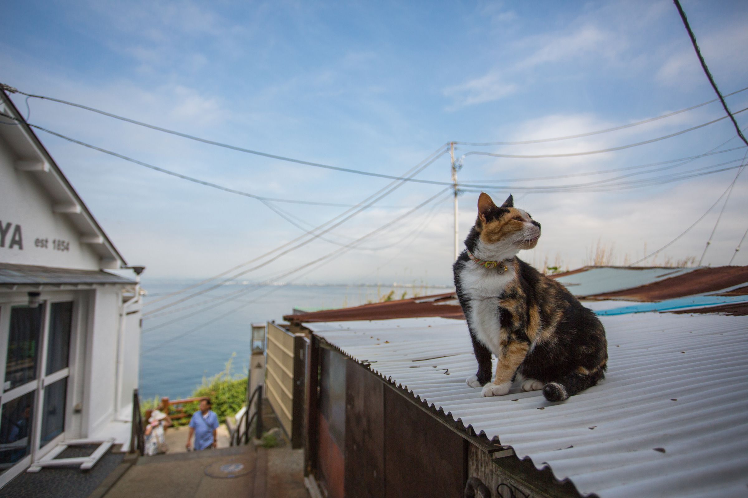 空と海と三毛猫と | GANREF