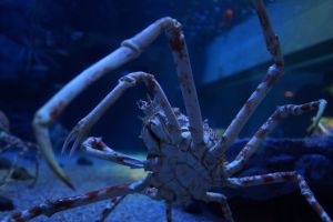 世界最大級の海遊館の世界最大級の高脚蟹(タカアシガニ) | GANREF