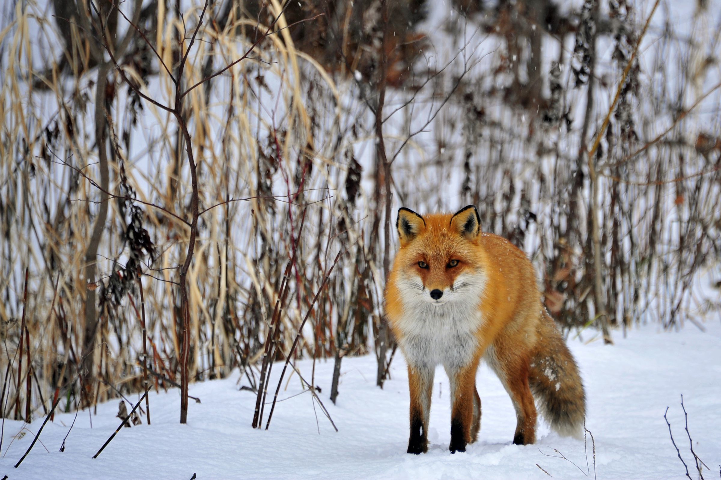 きたきつね | GANREF