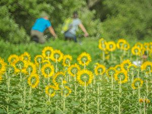 523615c08f814d036199e48a0e3d32