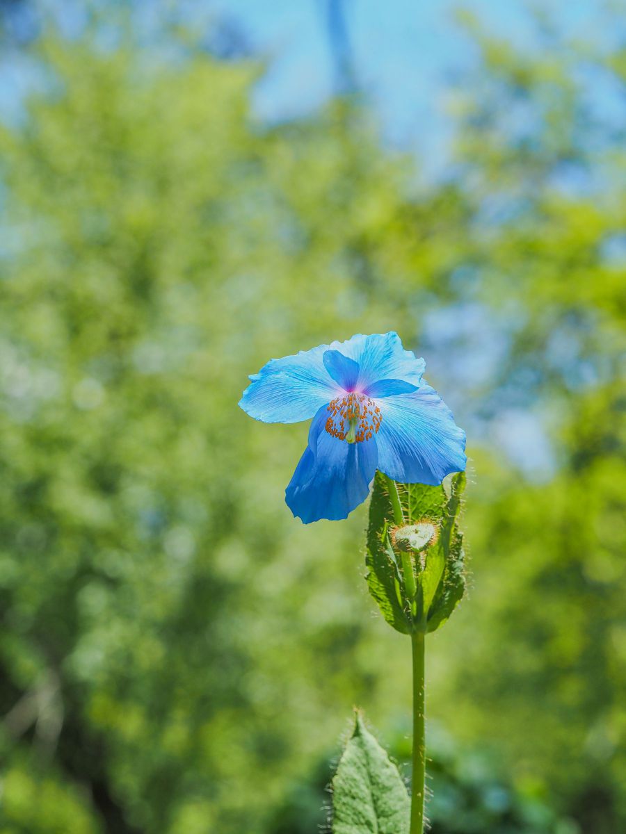 ヒマラヤの青い芥子 植物 花 花びら Ganref