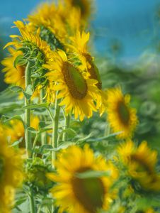 ひまわりの こ・こ・ろ | GANREF