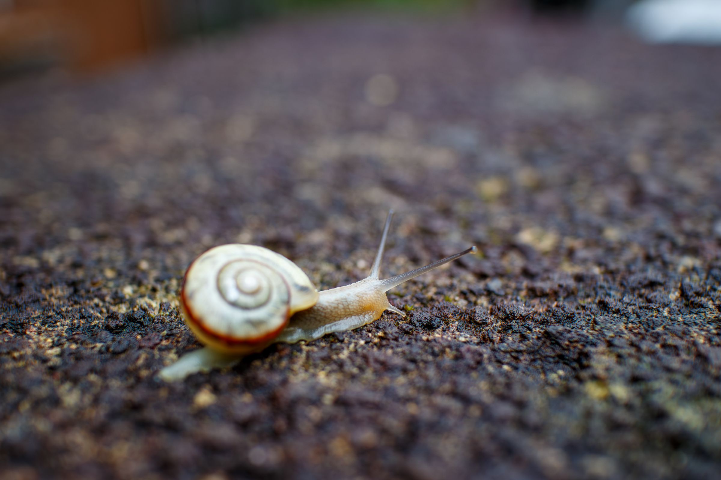 かたつむり | GANREF