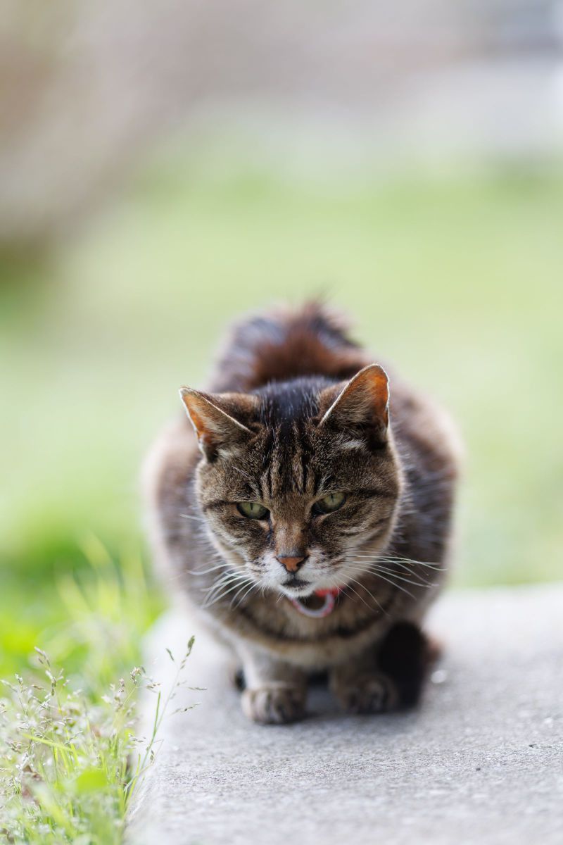 ねこ | GANREF
