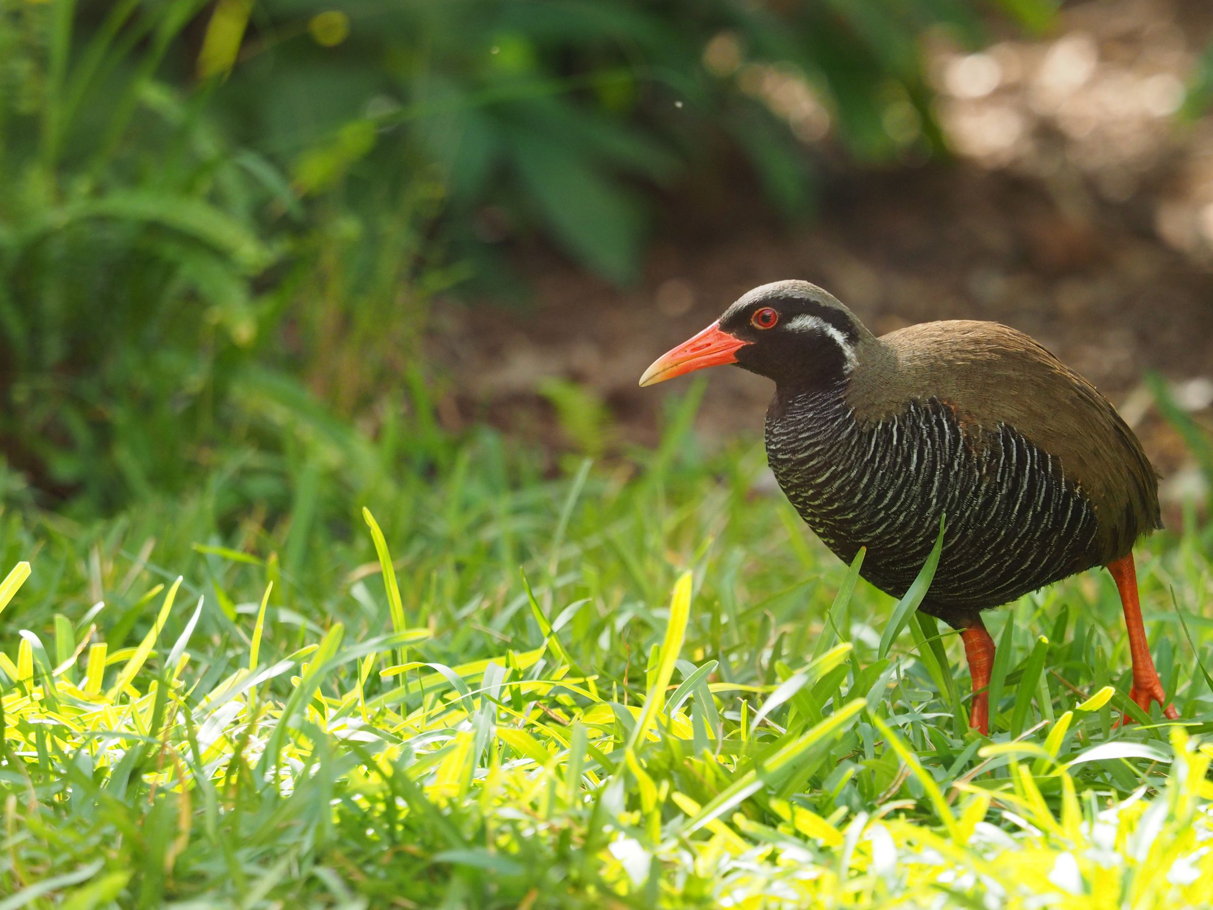 やんばるくいな やんばるくいな ヤンバルクイナ（やんばるくいな） | おきろぐ沖縄