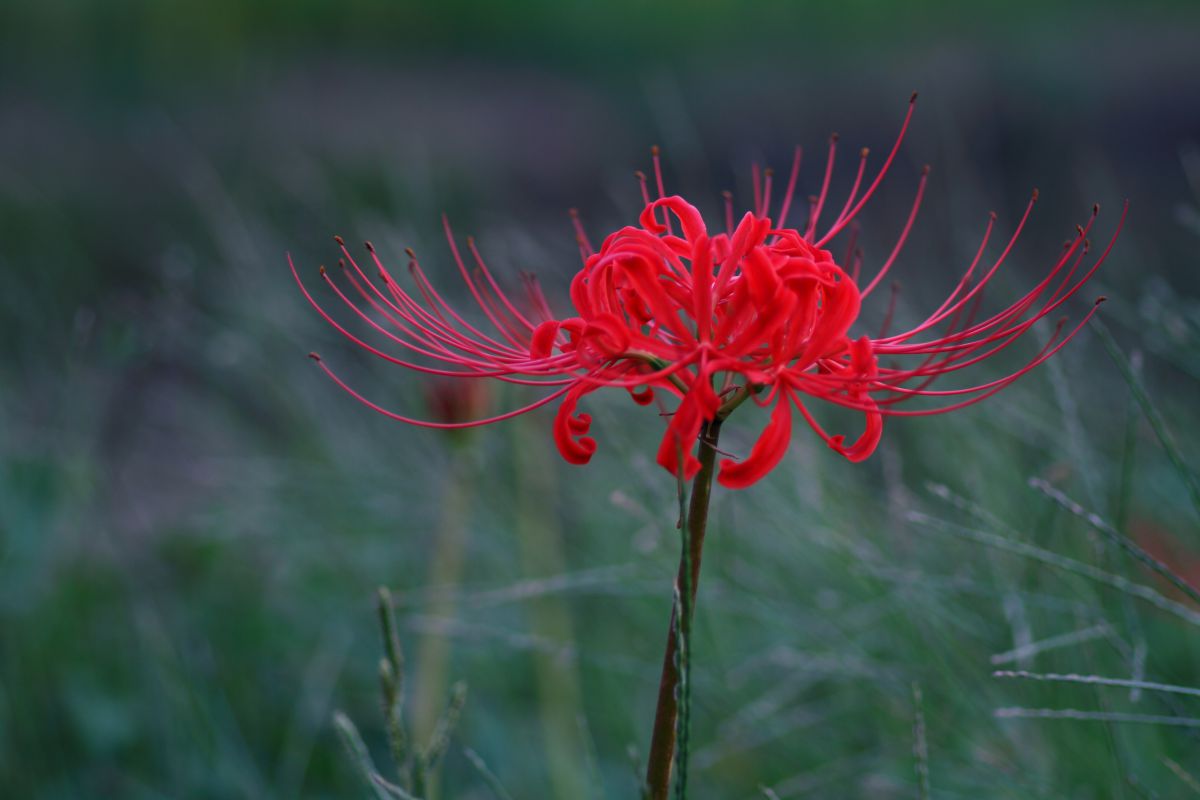 燃える花 植物 花 花びら Ganref 燃える花 植物 花 花びら Ganref
