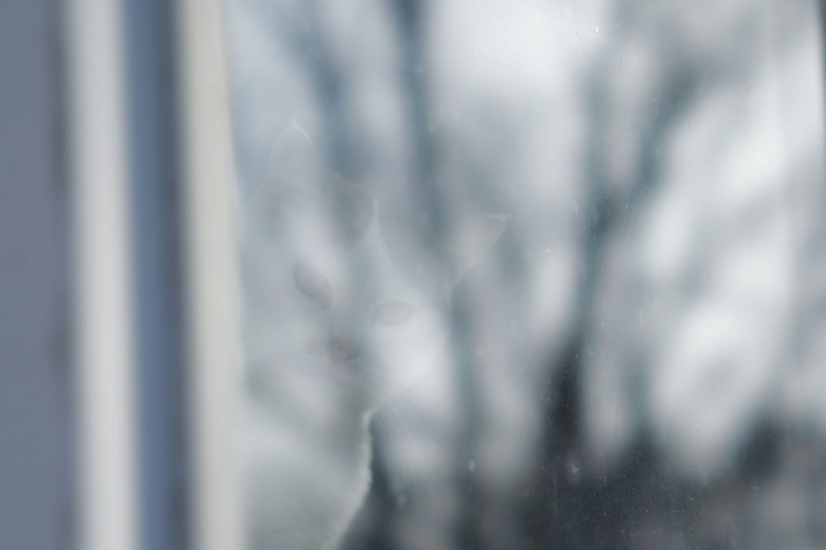 winter vision | GANREF