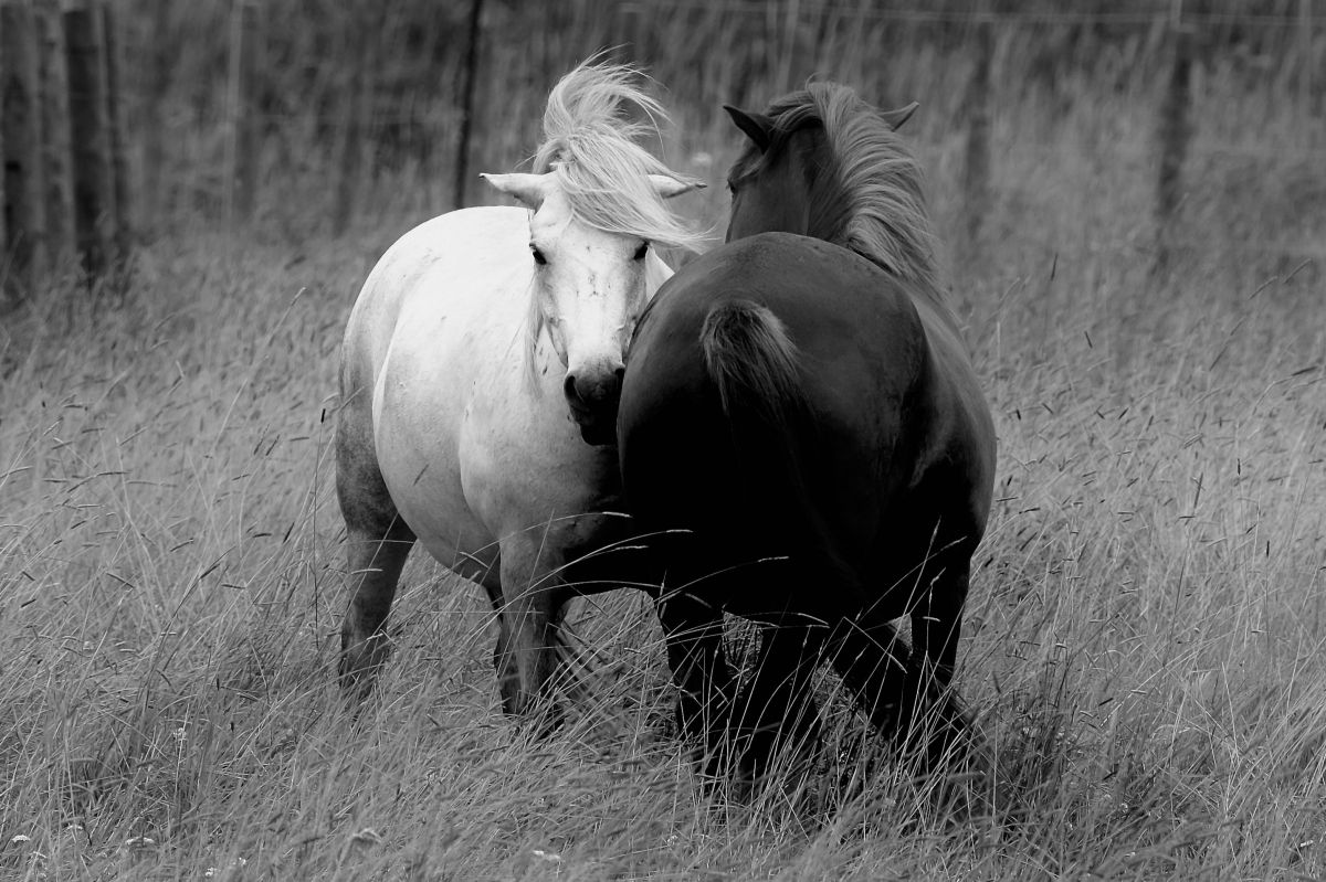 joy of life | GANREF