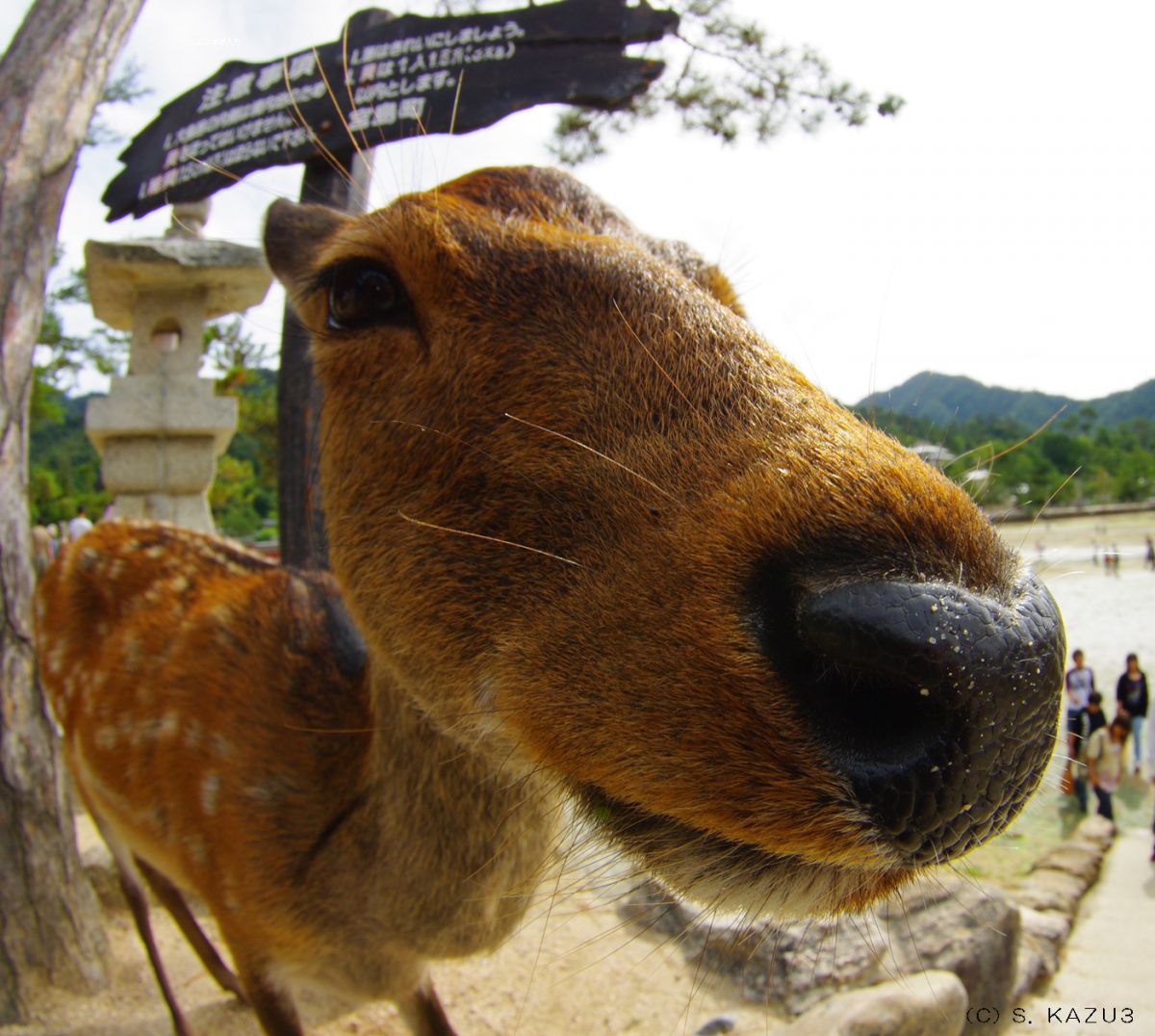 鼻でか 動物 その他の陸の生物 Ganref 鼻でか 動物 その他の陸の生物 Ganref