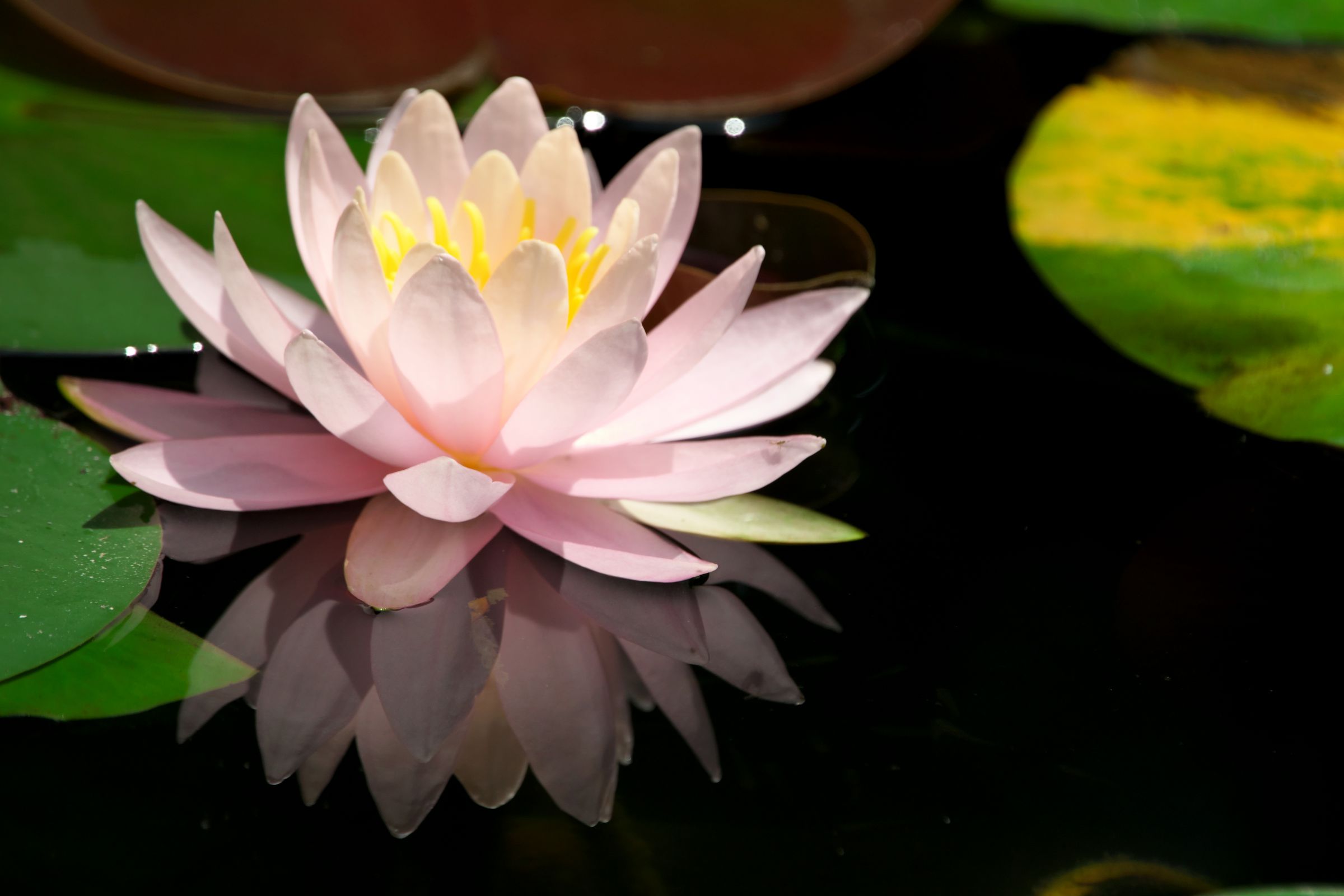 睡蓮の池の花 | GANREF