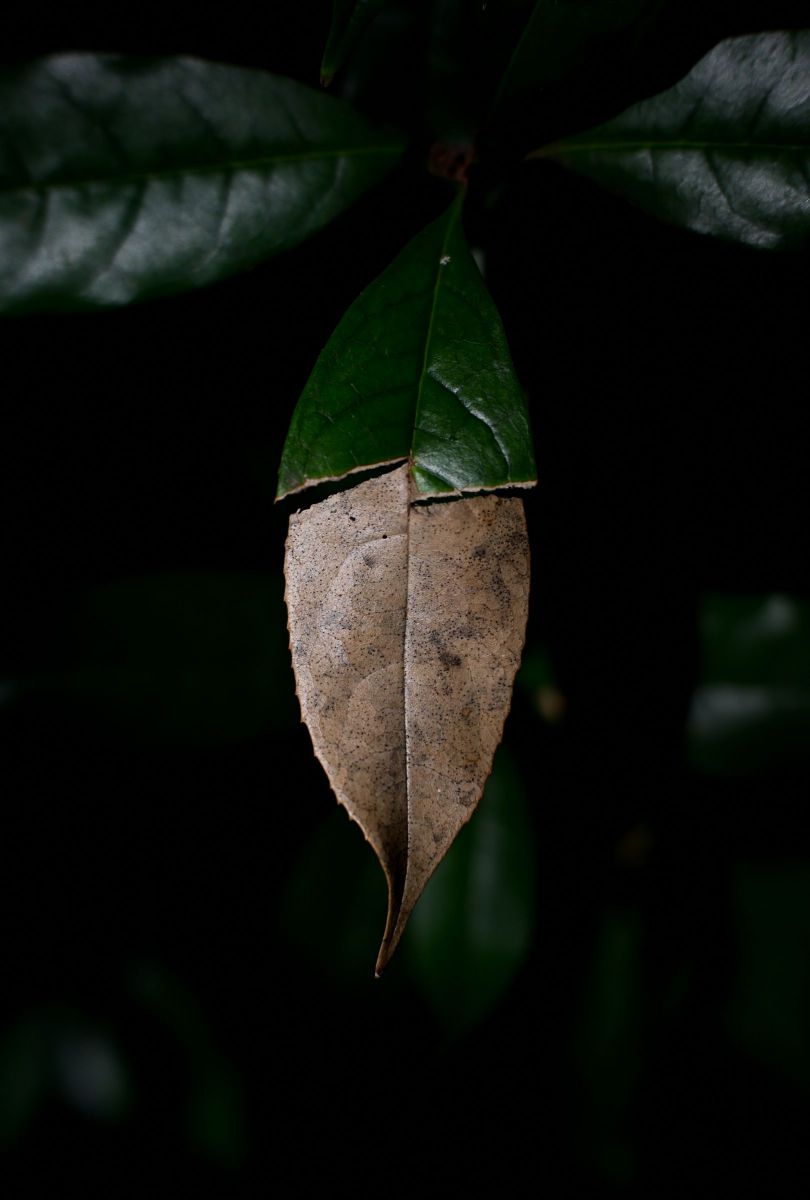 leaf | GANREF