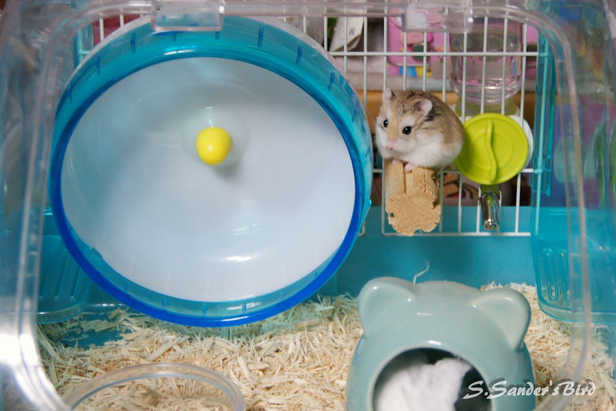 私は鳥になりたい 動物 小動物 Ganref