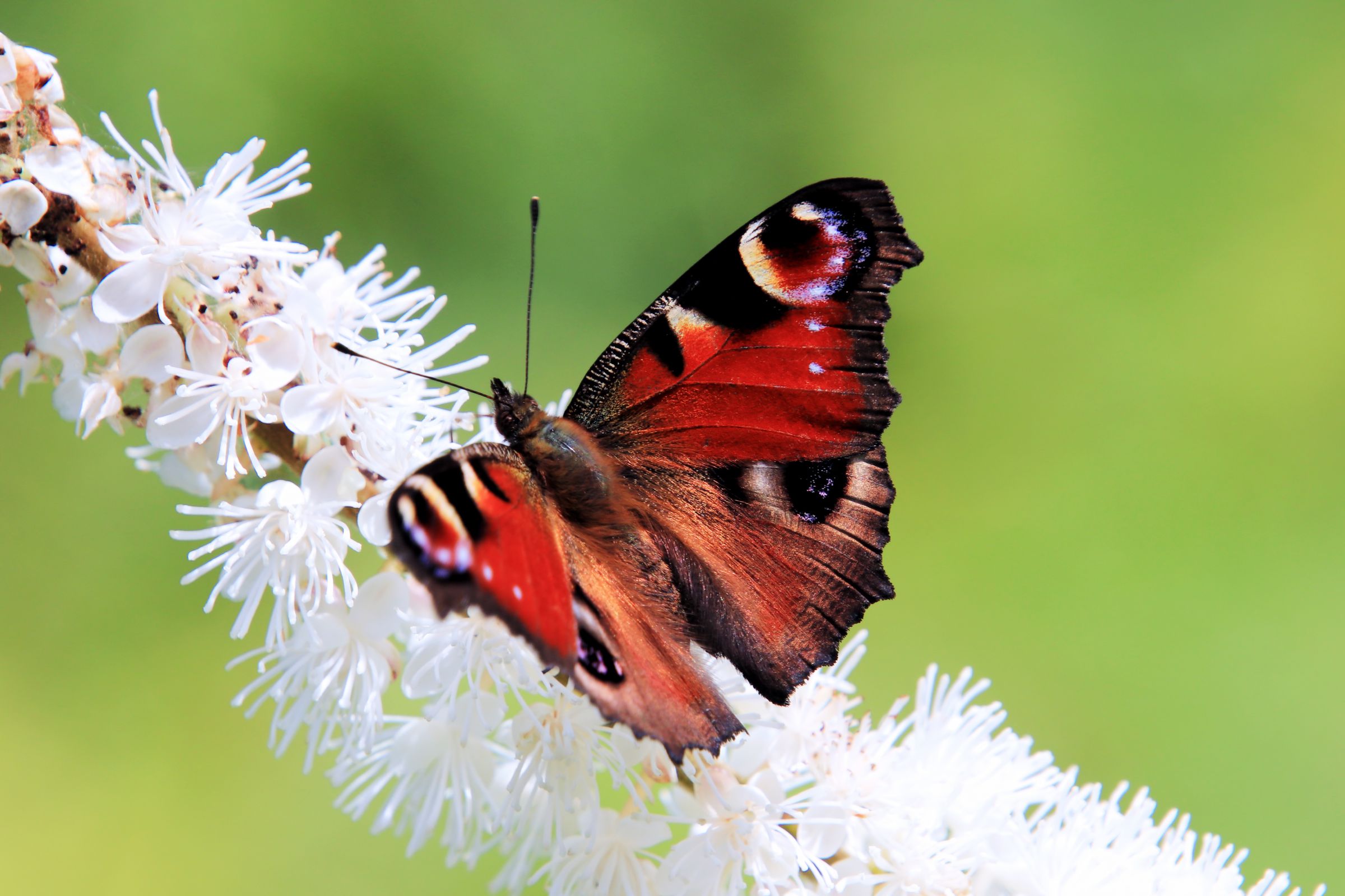 白い花、赤い蝶 | GANREF