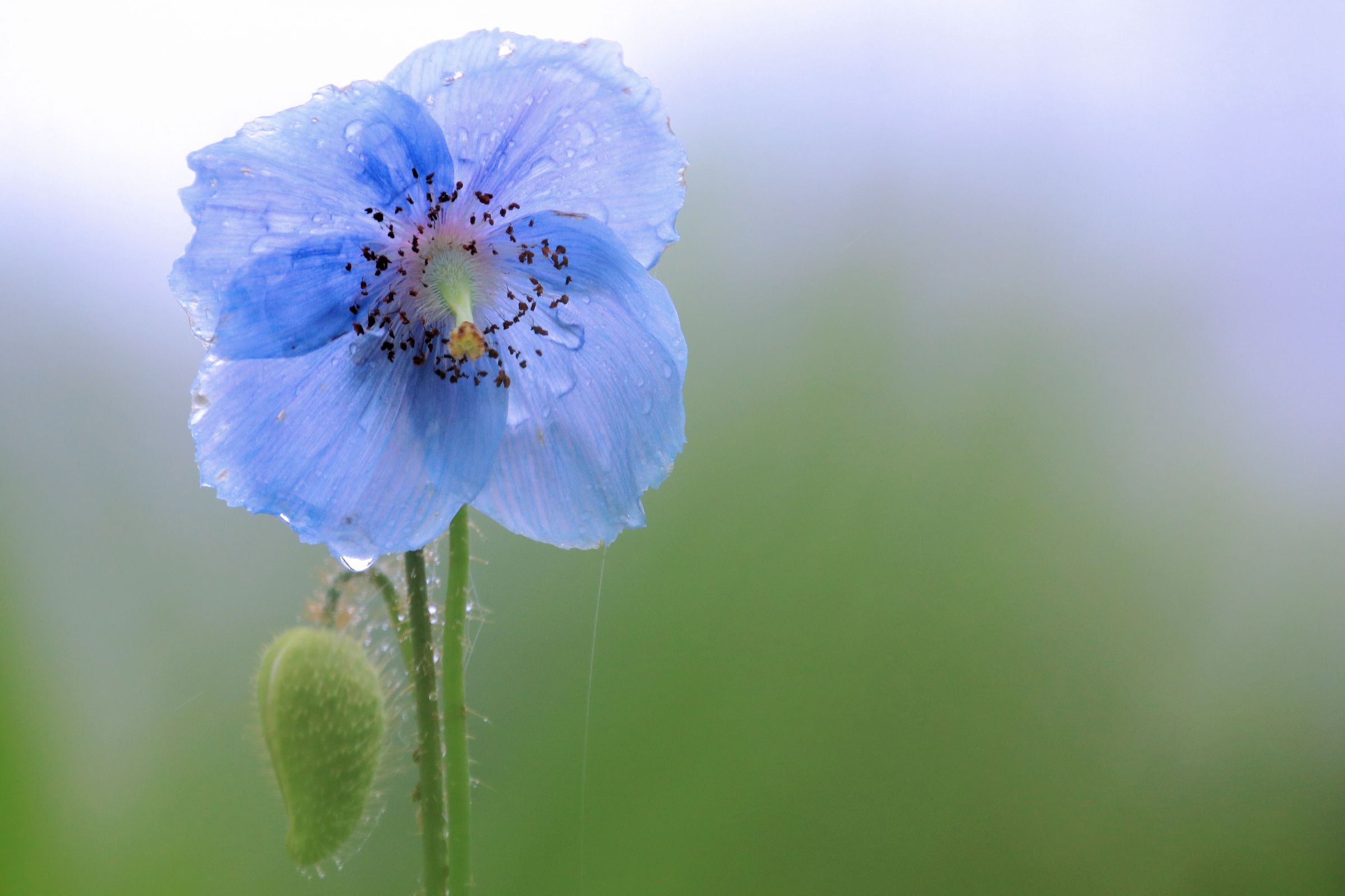 雨に咲く透き通った青の花 | GANREF