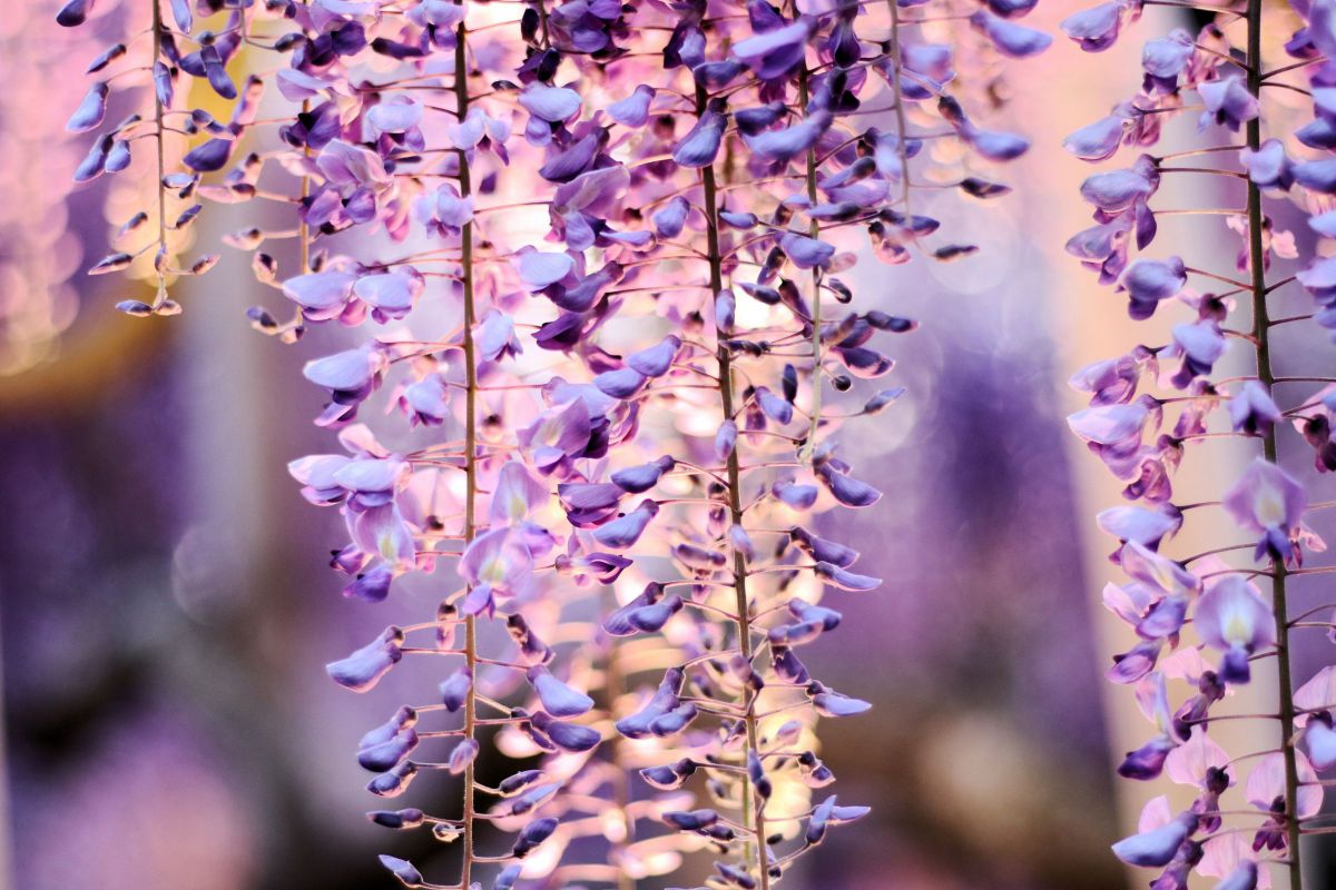 紫の藤の花 植物 花 花びら Ganref