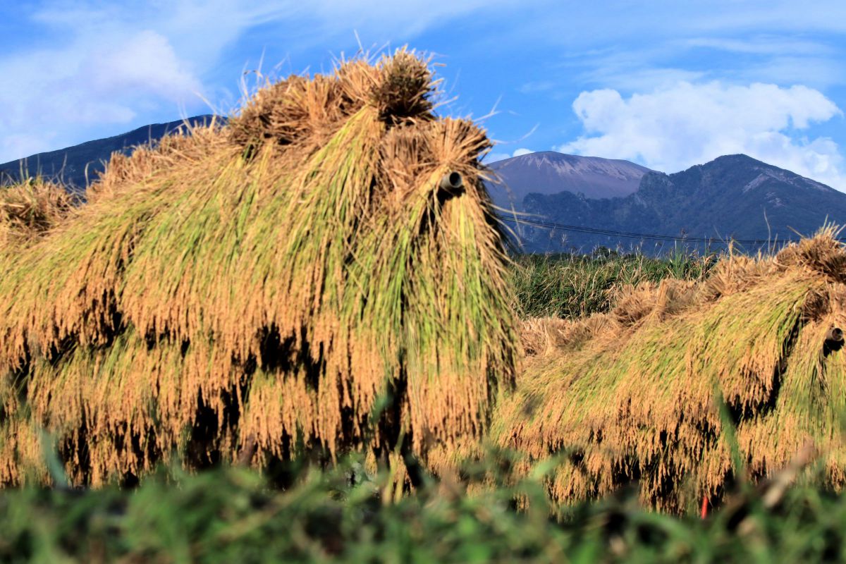 田舎の秋の風景 自然 風景 その他 Ganref