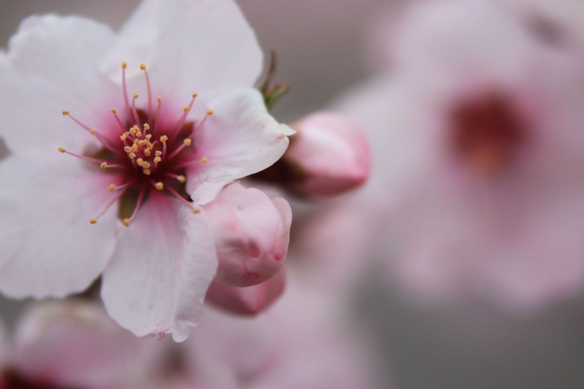 桜に似ているアーモンドの花 植物 花 花びら Ganref