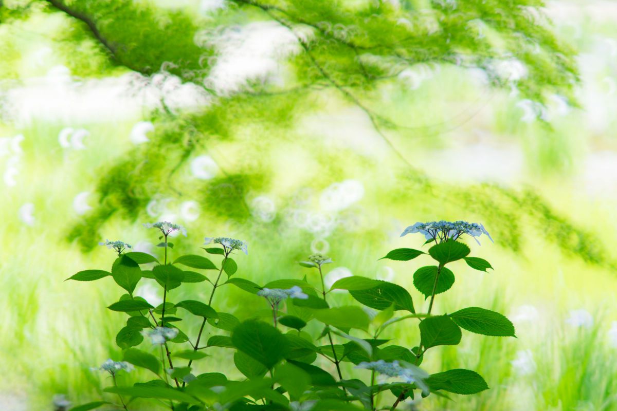 夏の日陰に咲く 植物 花 花びら Ganref