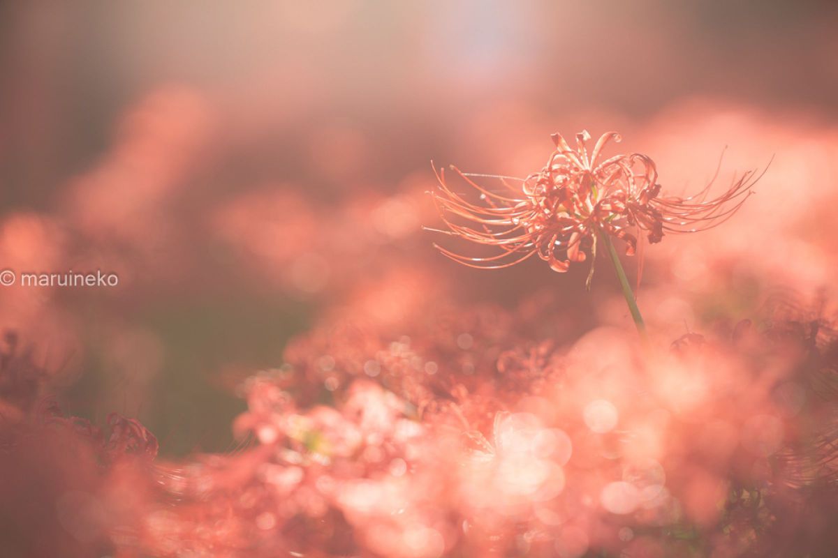 AF 135mm F1.8 FEで撮影された写真 | 写真検索 | GANREF