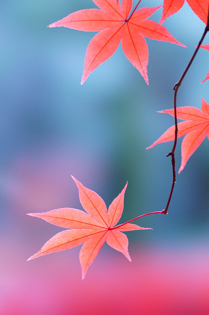 別れの色 自然 風景 森林 Ganref