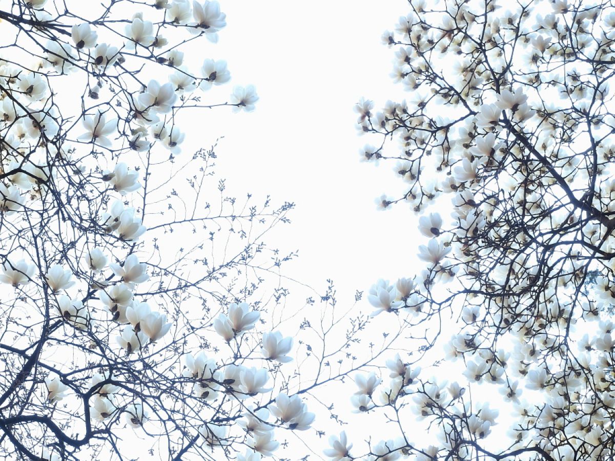 ハクモクレンの想い 自然 風景 その他 Ganref