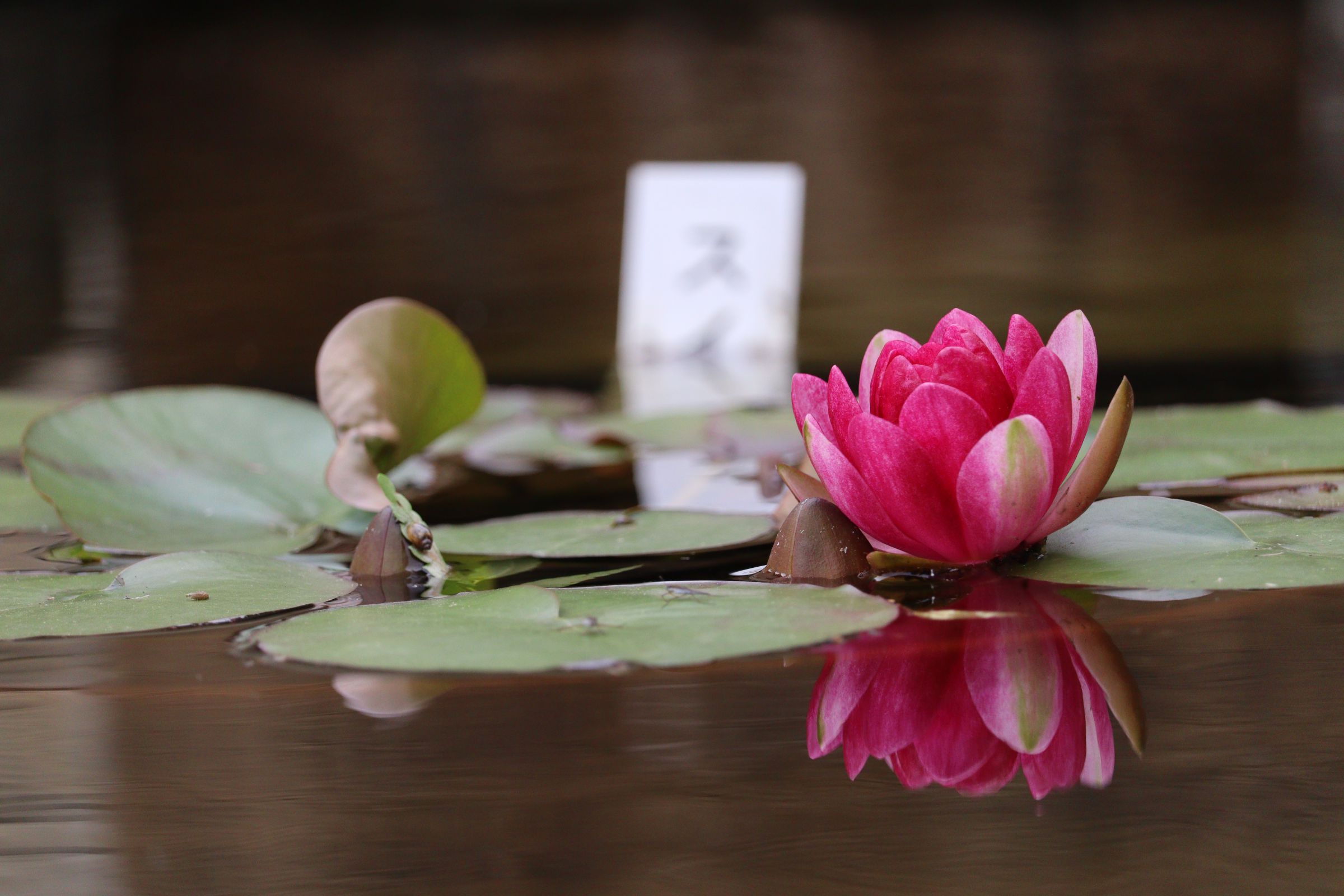 花 Luscious® Royale Red Zone™ - Lantana camara | Proven Winners