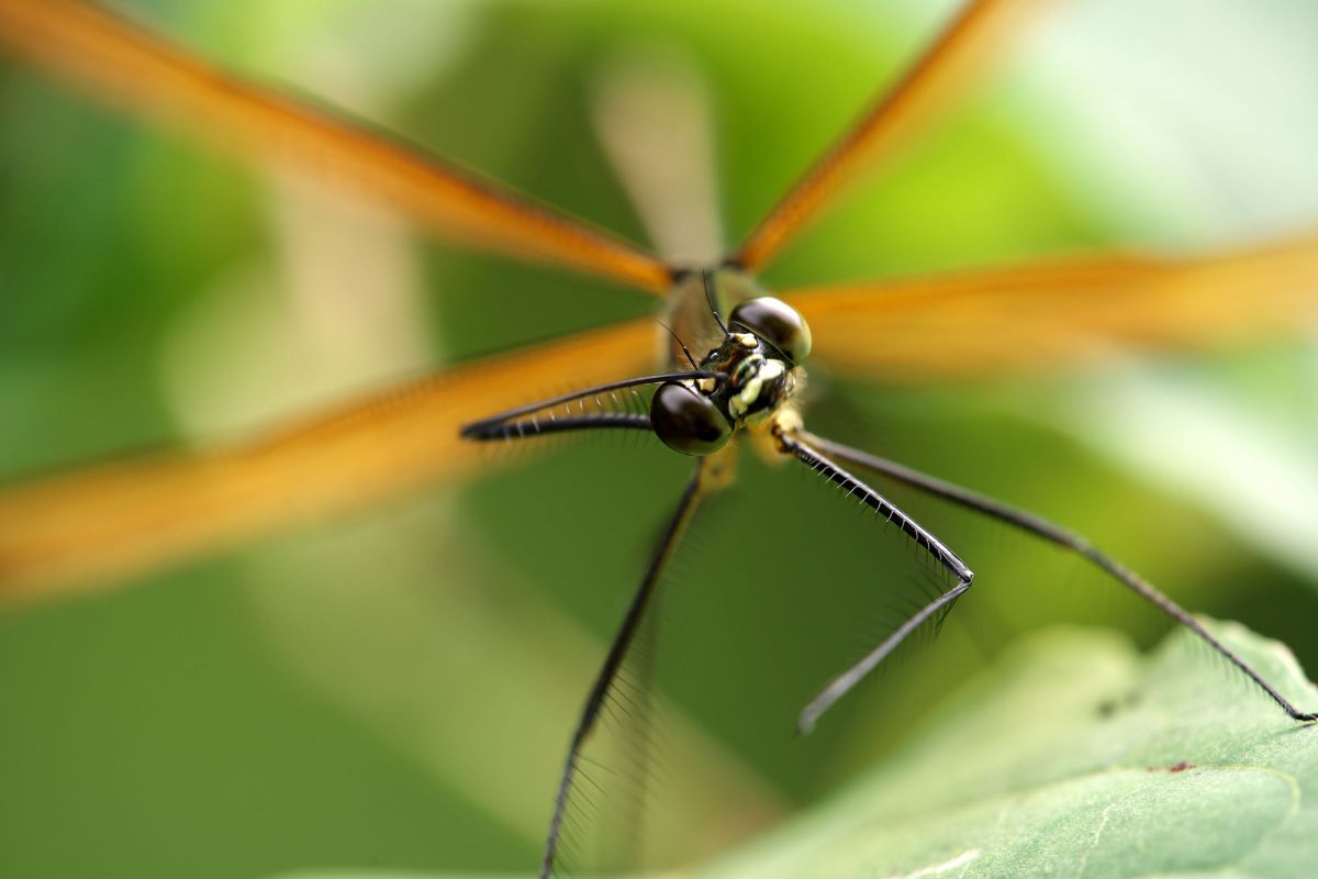 照れるな 動物 虫 昆虫 Ganref