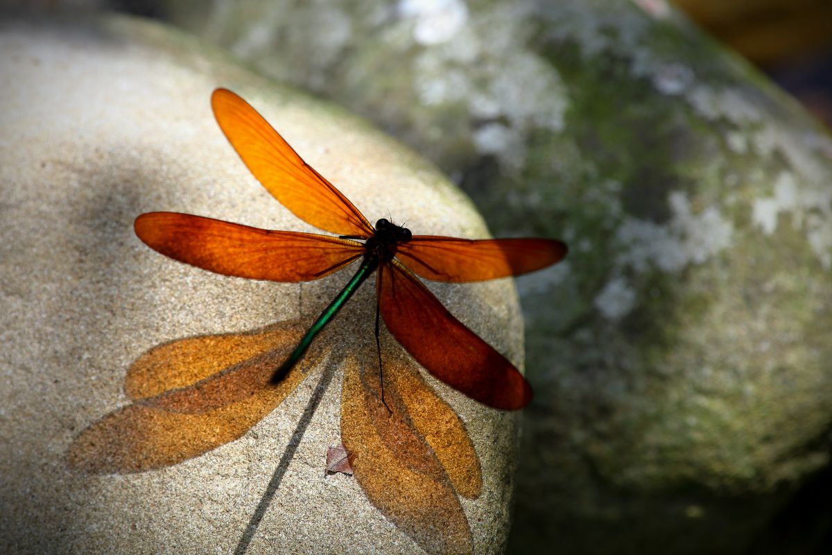 赤く輝く 動物 虫 昆虫 Ganref