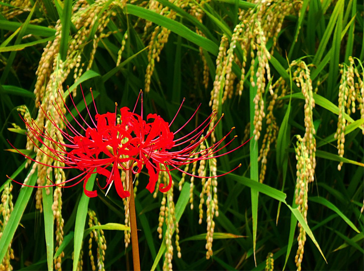 LUMIX TZ99で撮影された写真 | 写真検索 | GANREF