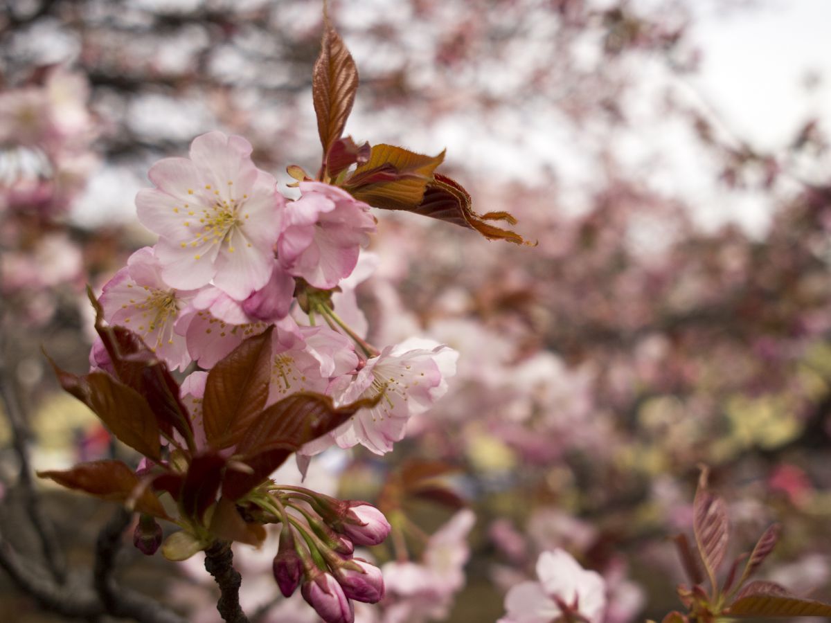 SIGMA 19mm F2.8 EX DNで撮影された写真 | 写真検索 | GANREF