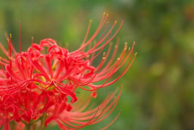 夏空を仰ぐ赤い花 植物 花 花びら Ganref 夏空を仰ぐ赤い花 植物 花 花びら Ganref