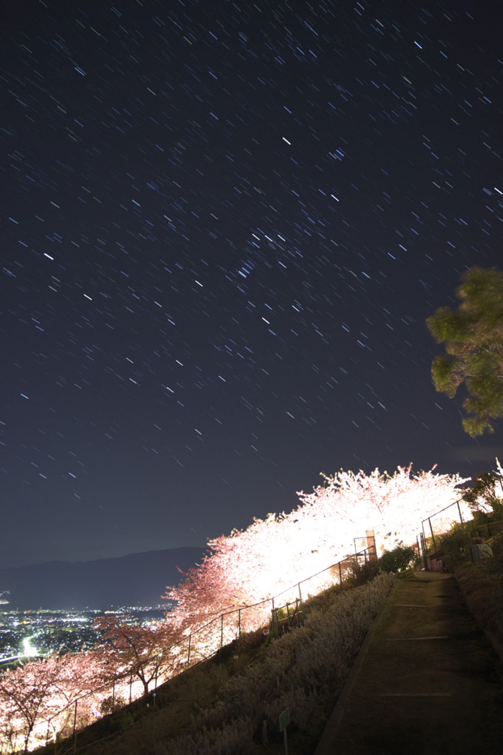 松田・河津桜、星降る夜 その3 | GANREF