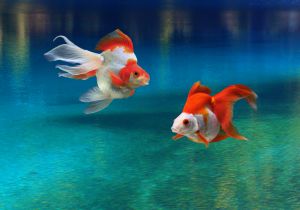 1f9224784b70129e41b6b5f7628fa6