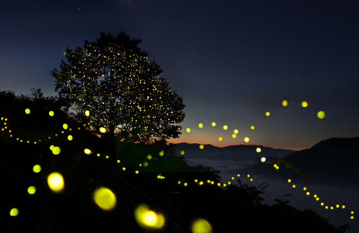 EF-S18-200mm F3.5-5.6 ISで撮影された写真 | 写真検索 | GANREF