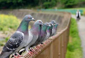 鉄の鳩 鳩が豆鉄砲 | GANREF